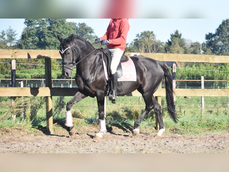 KWPN Mare 15 years 16 hh Black in Achtmaal