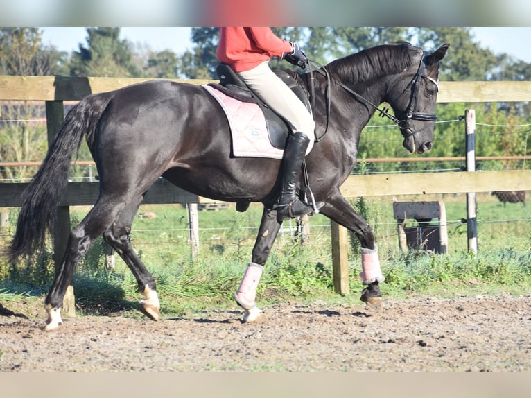 KWPN Mare 15 years 16 hh Black in Achtmaal