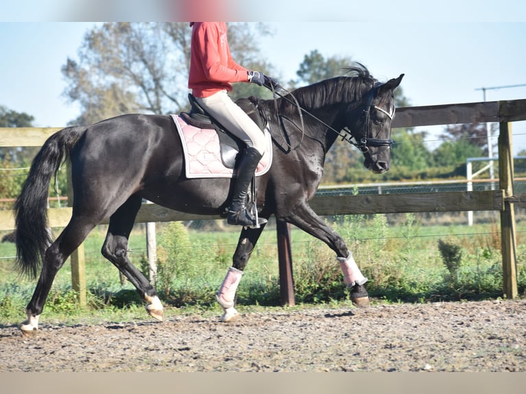 KWPN Mare 15 years 16 hh Black in Achtmaal