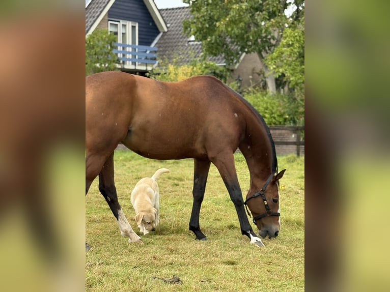 KWPN Mare 15 years 16 hh Brown in Terwolde