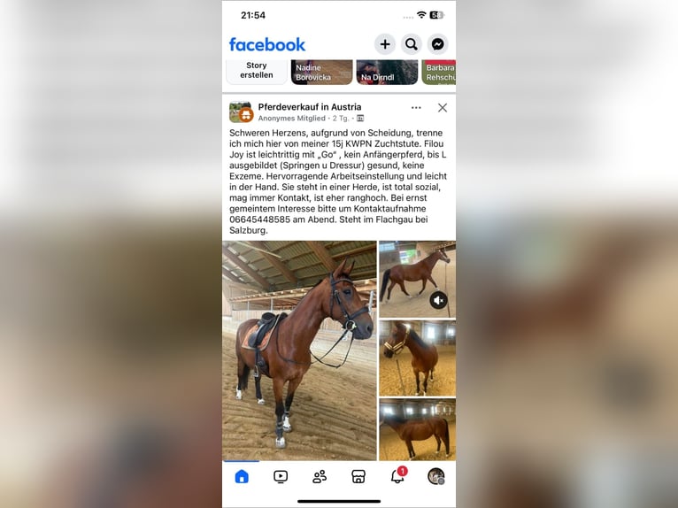 KWPN Mare 15 years 16 hh Brown in Helming bei Seekirchen