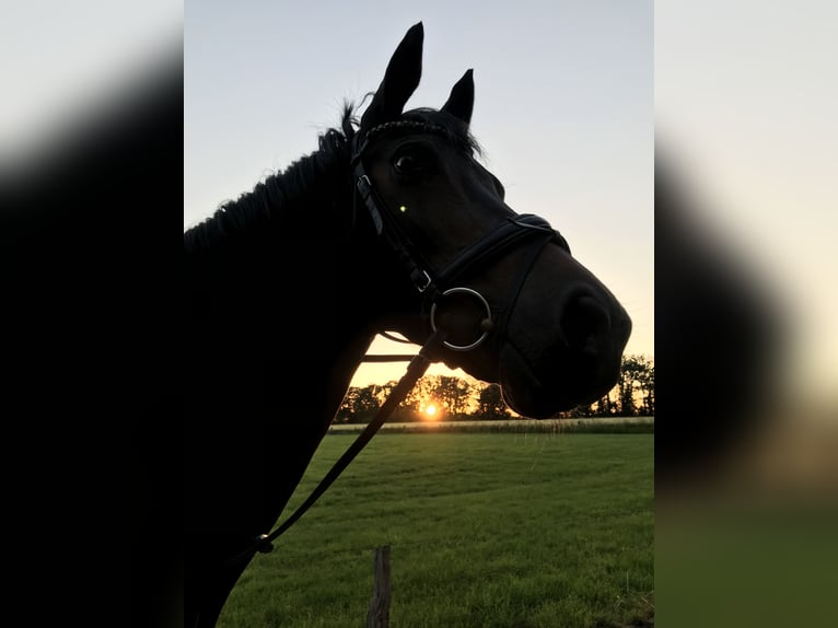KWPN Mare 15 years 16 hh Brown in Goch