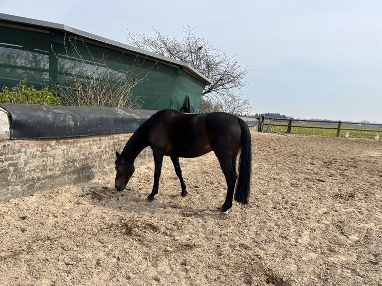KWPN Mare 15 years 16 hh Brown in Goch