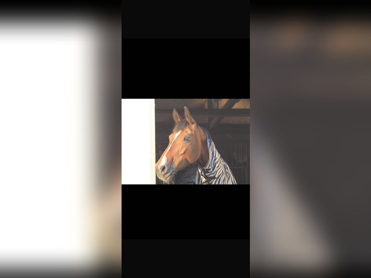 KWPN Mare 15 years 16 hh Brown in Schwalmtal