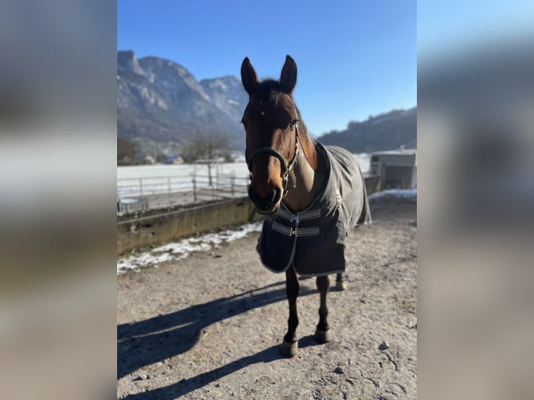 KWPN Mare 15 years 16 hh Brown in Flums