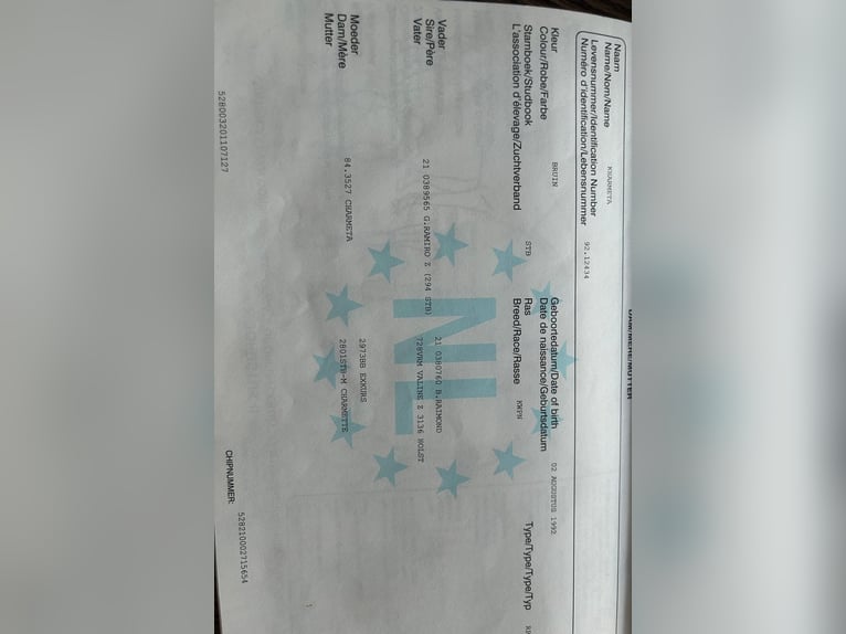 KWPN Mare 15 years 16 hh Brown in Zutendaal