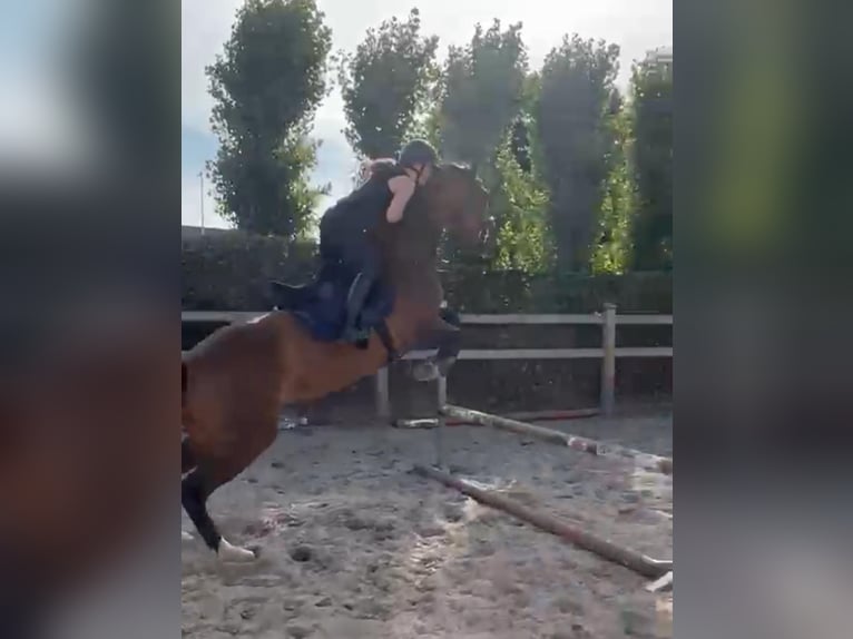 KWPN Mare 15 years 16 hh Brown in Zutendaal