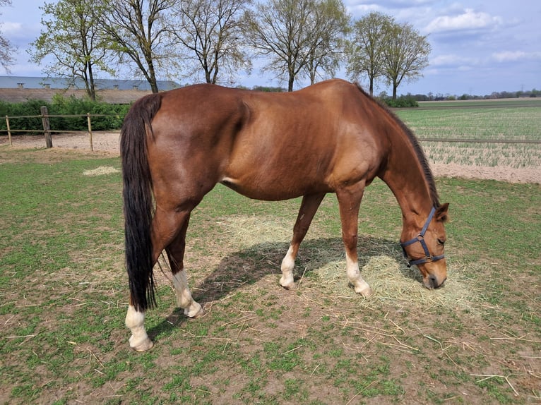 KWPN Mare 15 years 16 hh Chestnut-Red in Kelpen-Oler