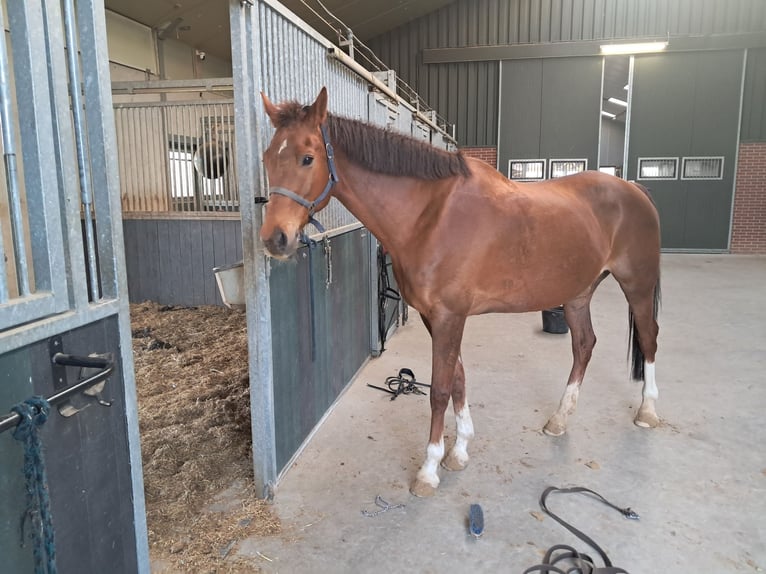 KWPN Mare 15 years 16 hh Chestnut-Red in Kelpen-Oler