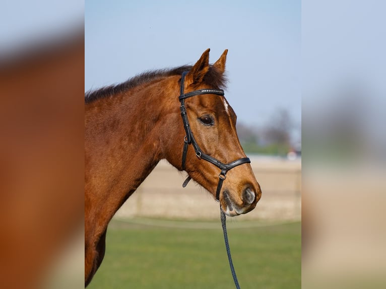 KWPN Mare 15 years 16 hh Chestnut-Red in Kelpen-Oler