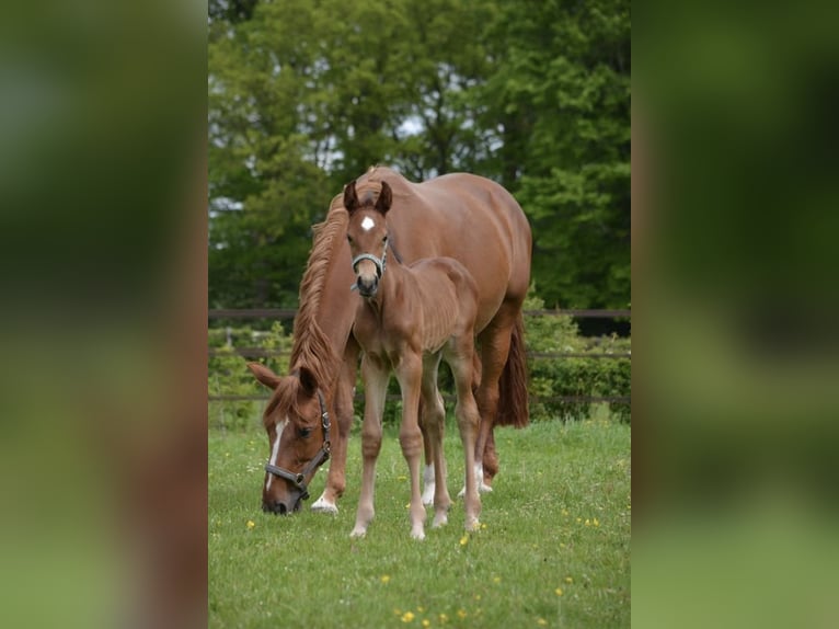 KWPN Mare 15 years 16 hh Chestnut-Red in IJhorst