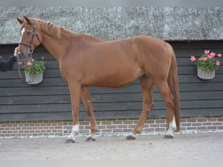 KWPN Mare 15 years 16 hh Chestnut-Red in IJhorst