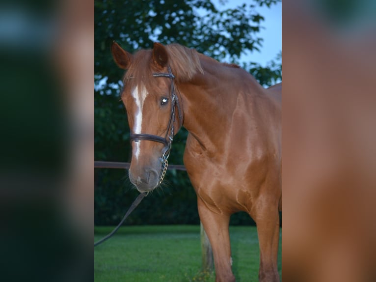 KWPN Mare 15 years 16 hh Chestnut-Red in IJhorst