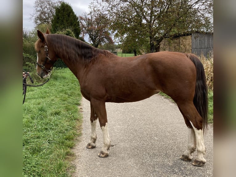 KWPN Mare 15 years 16 hh Chestnut-Red in Bretten KWPN Mare 15 years 16 hh Chestnut-Red in Bretten