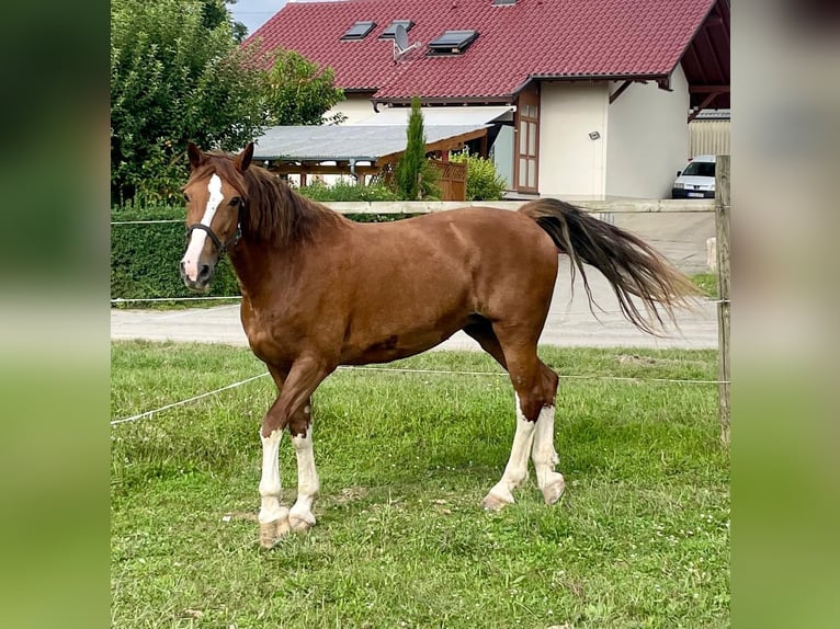 KWPN Mare 15 years 16 hh Chestnut-Red in Bretten KWPN Mare 15 years 16 hh Chestnut-Red in Bretten