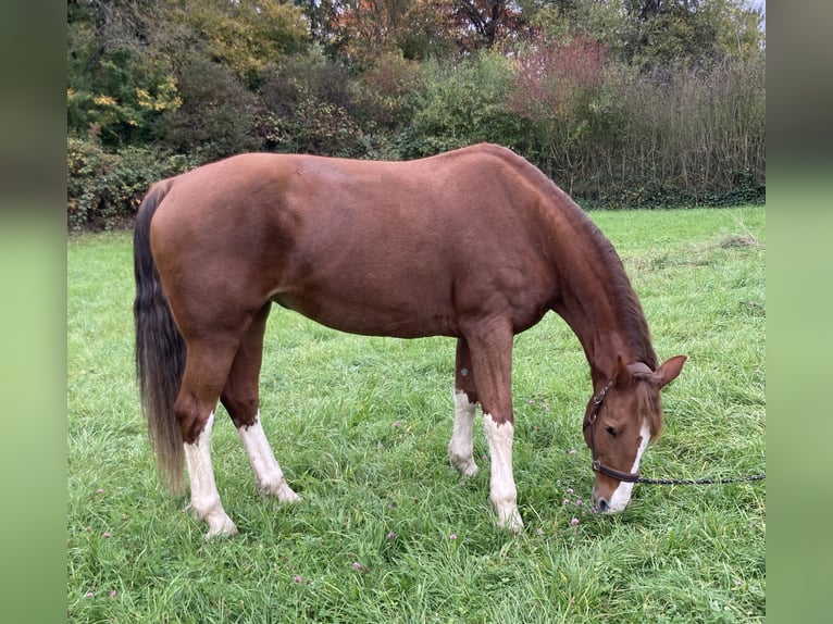 KWPN Mare 15 years 16 hh Chestnut-Red in Bretten KWPN Mare 15 years 16 hh Chestnut-Red in Bretten