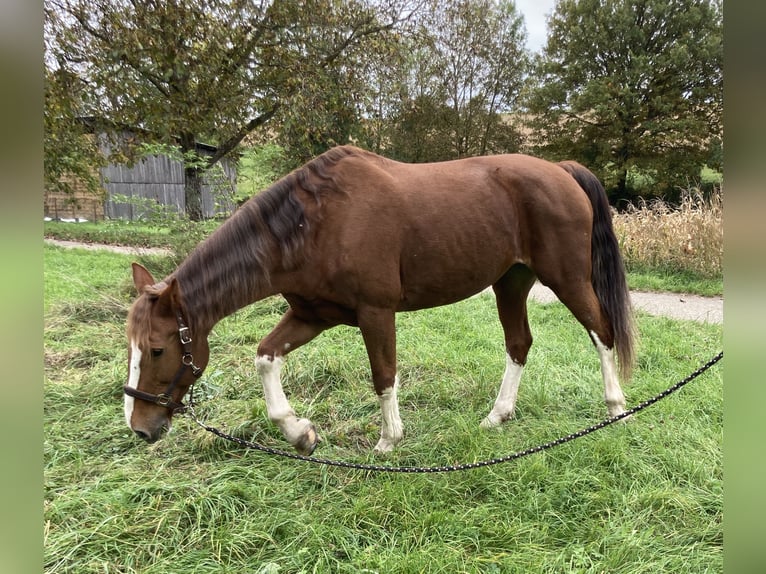 KWPN Mare 15 years 16 hh Chestnut-Red in Bretten KWPN Mare 15 years 16 hh Chestnut-Red in Bretten