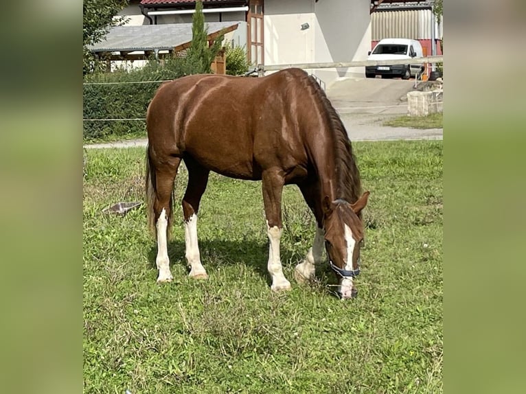KWPN Mare 15 years 16 hh Chestnut-Red in Bretten KWPN Mare 15 years 16 hh Chestnut-Red in Bretten