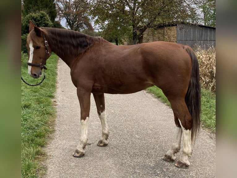 KWPN Mare 15 years 16 hh Chestnut-Red in Bretten KWPN Mare 15 years 16 hh Chestnut-Red in Bretten