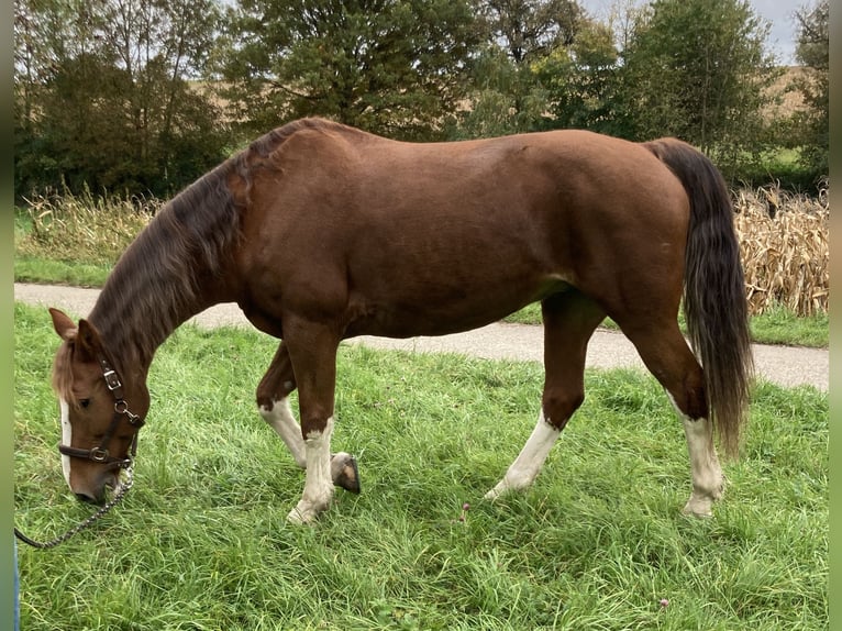 KWPN Mare 15 years 16 hh Chestnut-Red in Bretten KWPN Mare 15 years 16 hh Chestnut-Red in Bretten