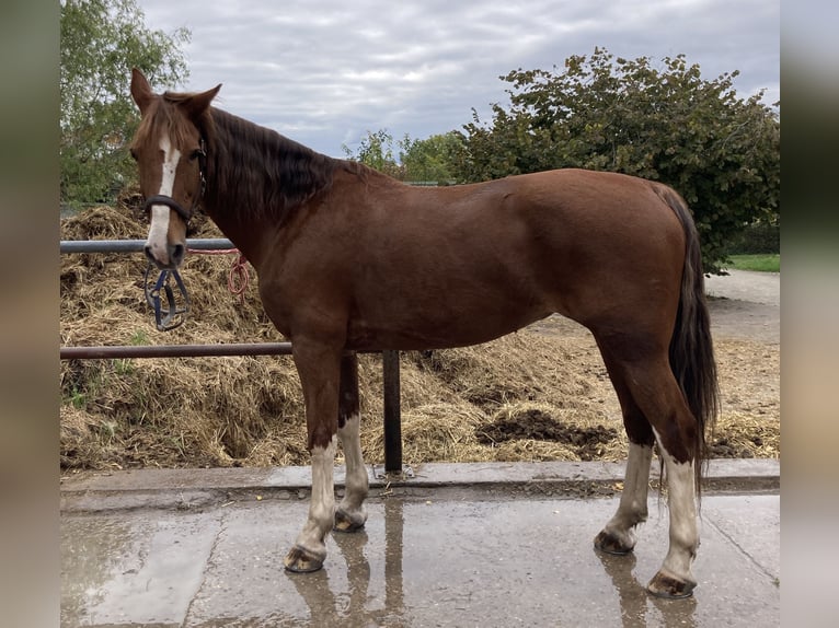 KWPN Mare 15 years 16 hh Chestnut-Red in Bretten KWPN Mare 15 years 16 hh Chestnut-Red in Bretten