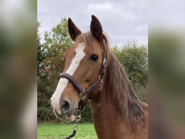KWPN Mare 15 years 16 hh Chestnut-Red in Bretten KWPN Mare 15 years 16 hh Chestnut-Red in Bretten