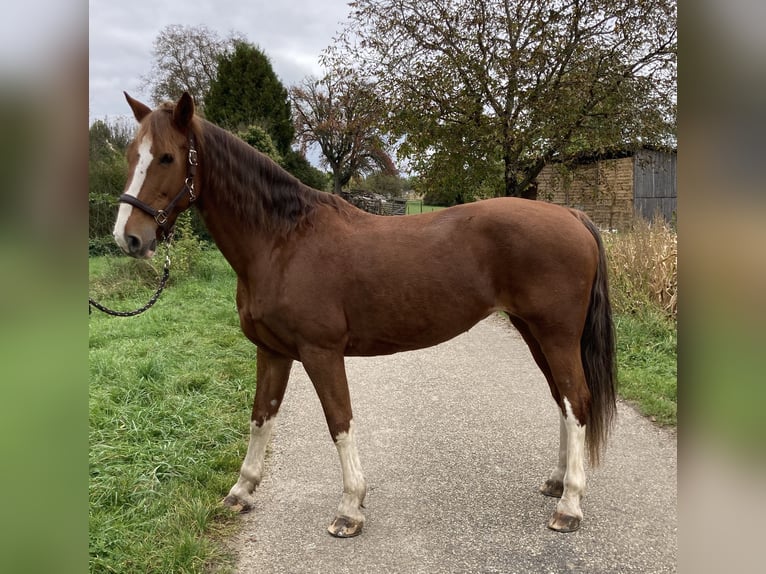 KWPN Mare 15 years 16 hh Chestnut-Red in Bretten KWPN Mare 15 years 16 hh Chestnut-Red in Bretten