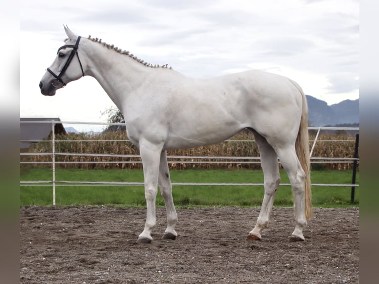 KWPN Mare 15 years 16 hh Gray in Kirchbichl