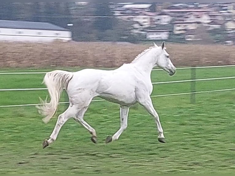 KWPN Mare 15 years 16 hh Gray in Kirchbichl