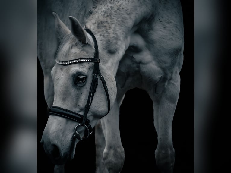 KWPN Mare 15 years 16 hh Grey in Nettersheim