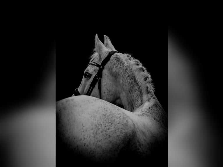 KWPN Mare 15 years 16 hh Grey in Nettersheim