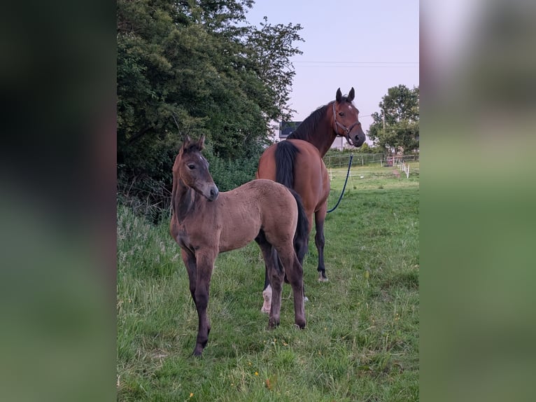KWPN Mare 15 years 16,1 hh Brown in Limerick
