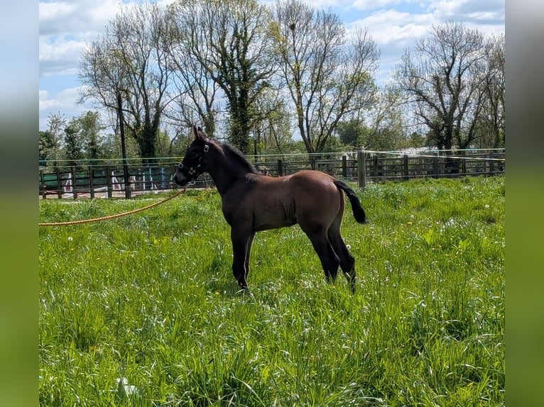 KWPN Mare 15 years 16,1 hh Brown in Limerick