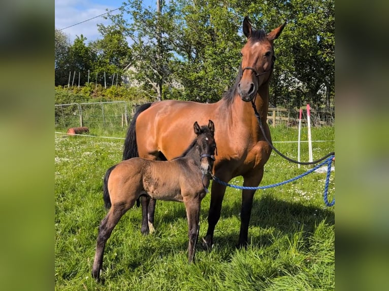 KWPN Mare 15 years 16,1 hh Brown in Limerick