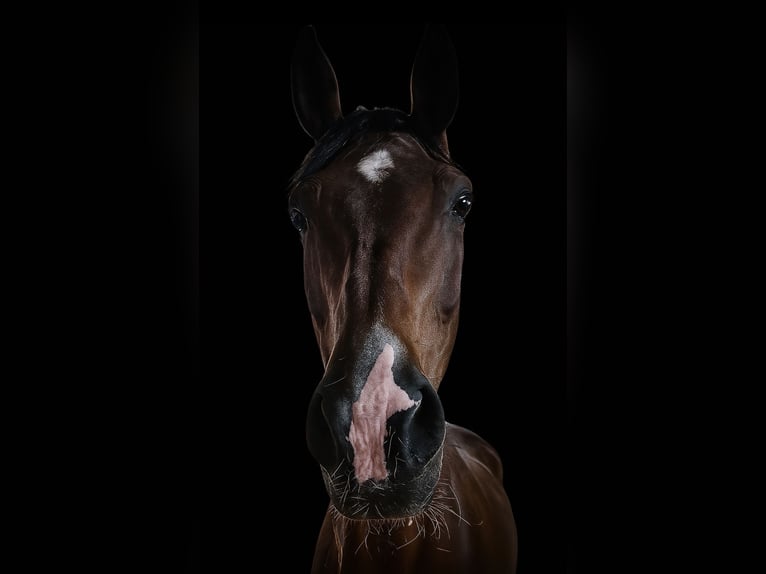 KWPN Mare 15 years 16,2 hh Brown in Ro&#xDF;leithen