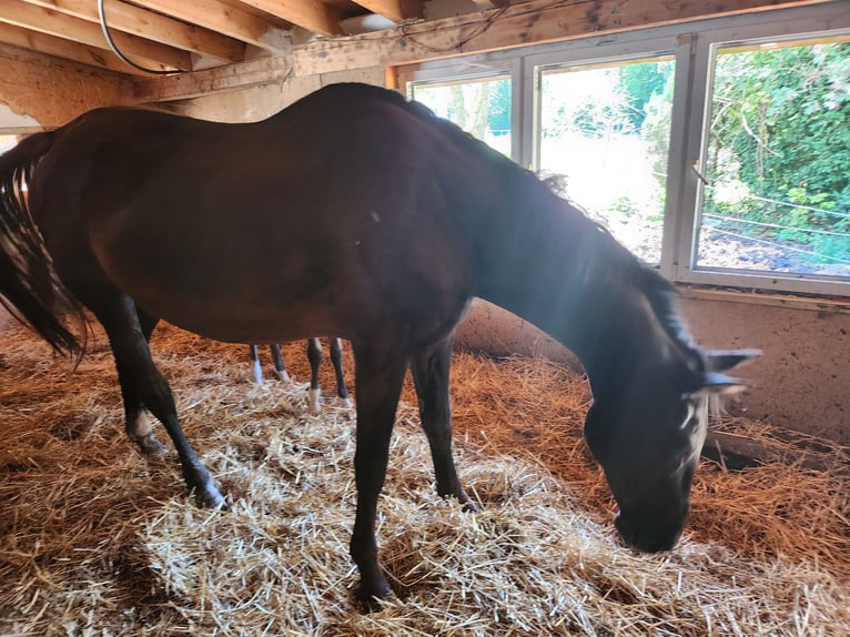 KWPN Mare 15 years 16,3 hh Bay-Dark in Berkoth
