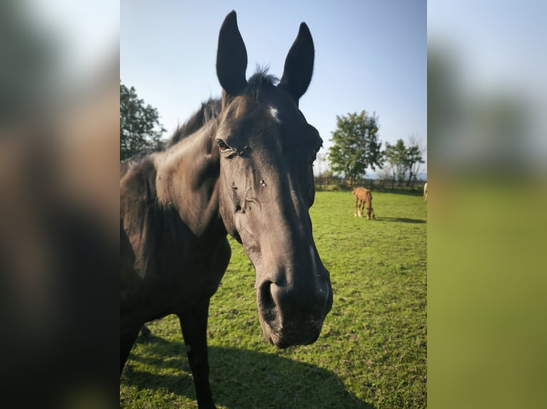 KWPN Mare 15 years 17 hh Black in Lontzen