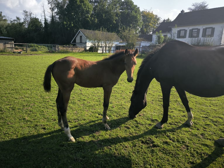 KWPN Mare 15 years 17 hh Black in Lontzen