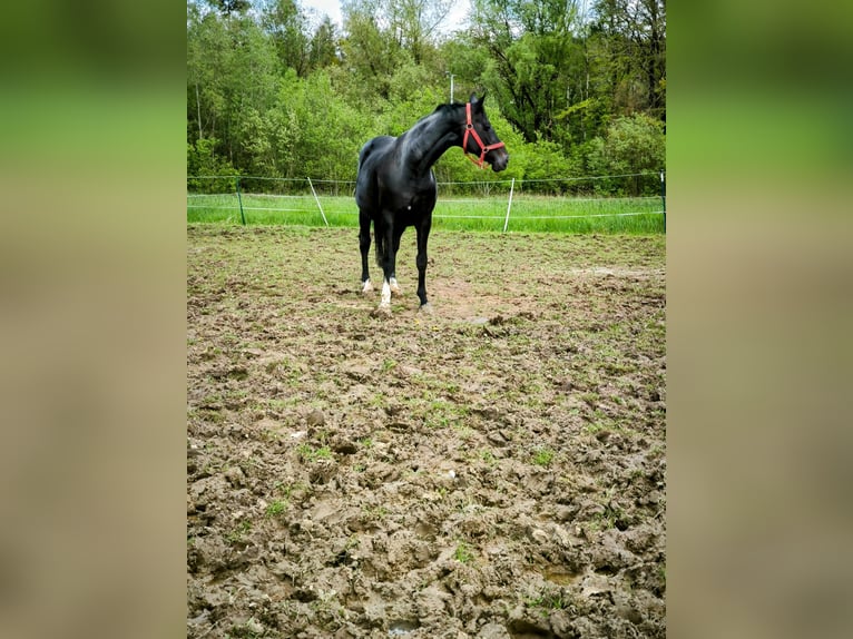 KWPN Mare 15 years 17 hh Black in Lontzen