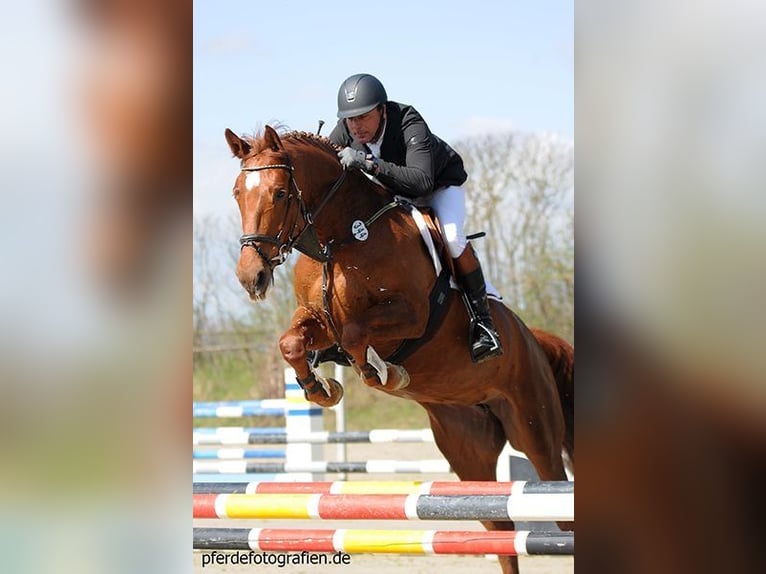 KWPN Mare 15 years 17 hh Chestnut-Red in Erbach