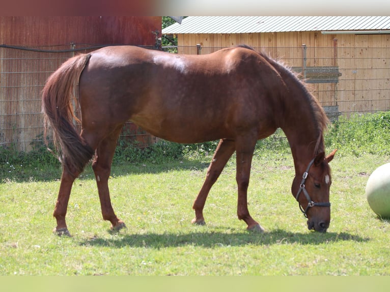 KWPN Mare 15 years 17 hh Chestnut-Red in Erbach