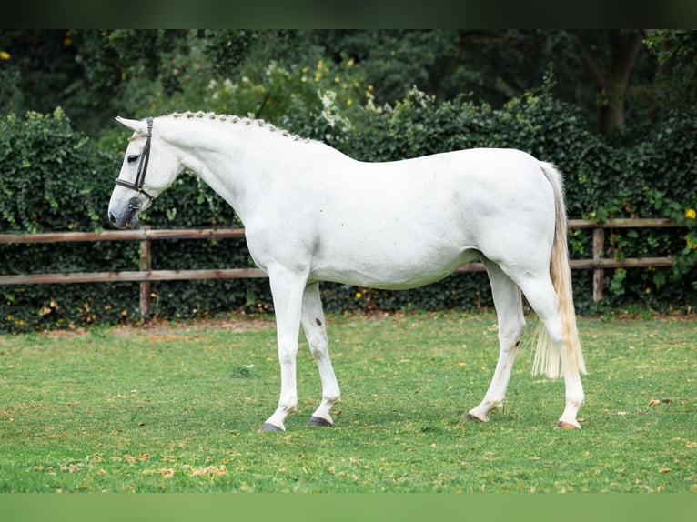 KWPN Mare 15 years Grey in Heerde
