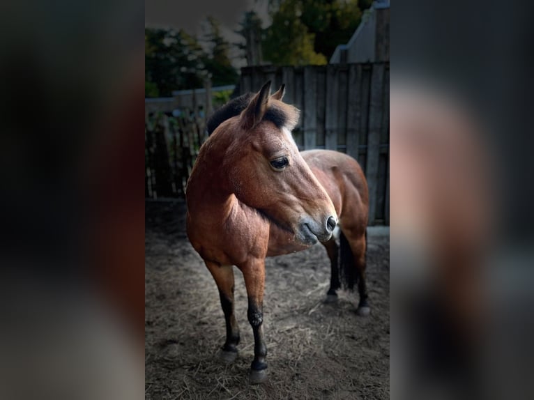 KWPN Mare 16 years 12,1 hh Brown in Ossendrecht