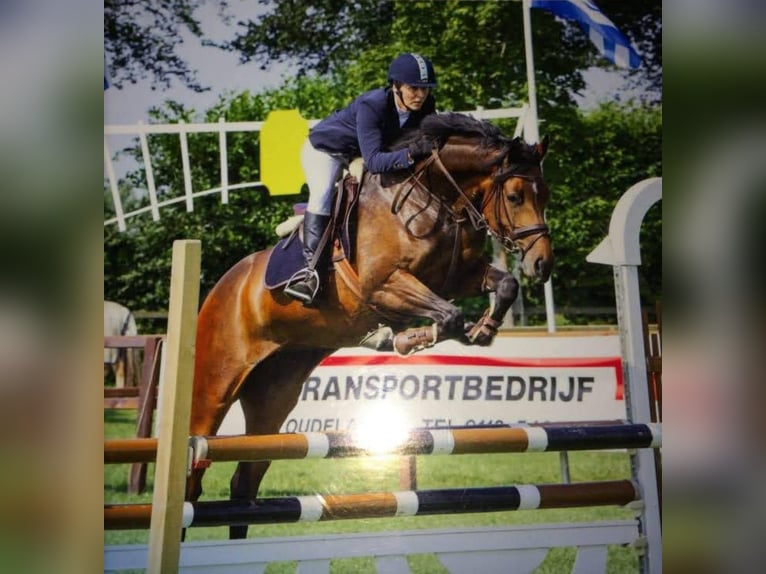 KWPN Mix Mare 16 years 15.2 hh Bay-Dark in Gemonde