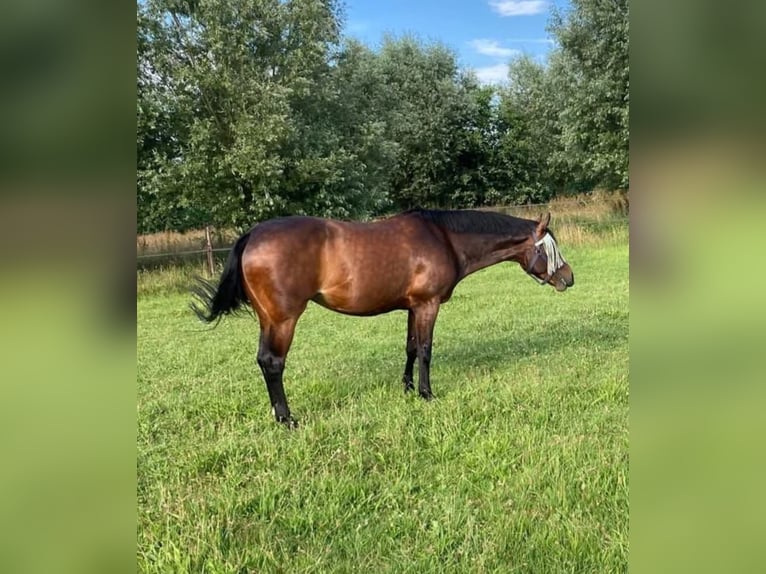 KWPN Mix Mare 16 years 15.2 hh Bay-Dark in Gemonde