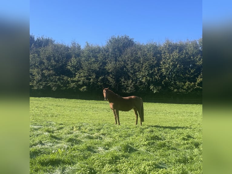 KWPN Mare 16 years 15.2 hh Chestnut-Red in IbbenbürenIbbenbüren