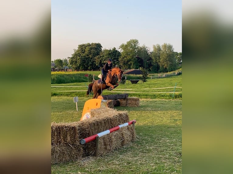 KWPN Mare 16 years 15,2 hh Chestnut-Red in Zoeterwoude