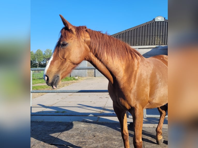 KWPN Mare 16 years 15,2 hh Chestnut-Red in Zoeterwoude