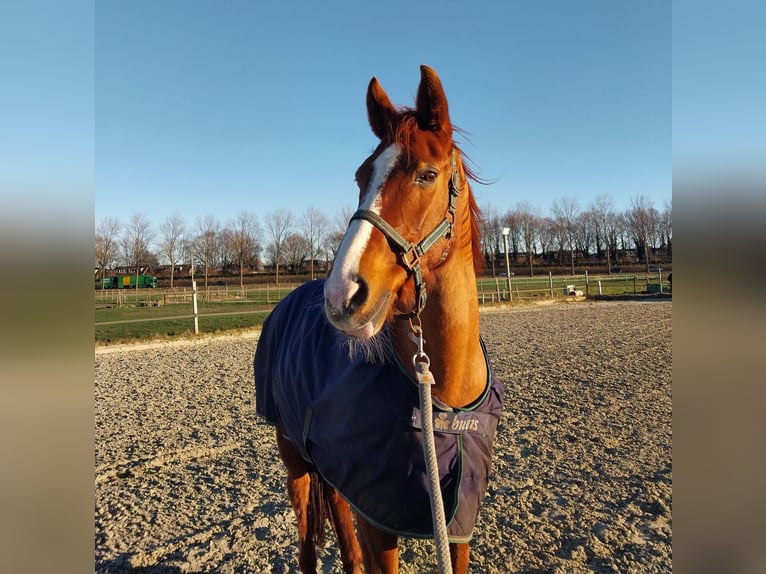 KWPN Mare 16 years 15,2 hh Chestnut-Red in Zoeterwoude