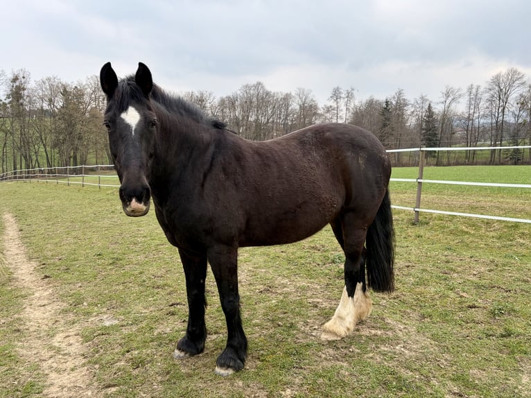 KWPN Mix Mare 16 years 15.3 hh Bay-Dark in Waldneukirchen